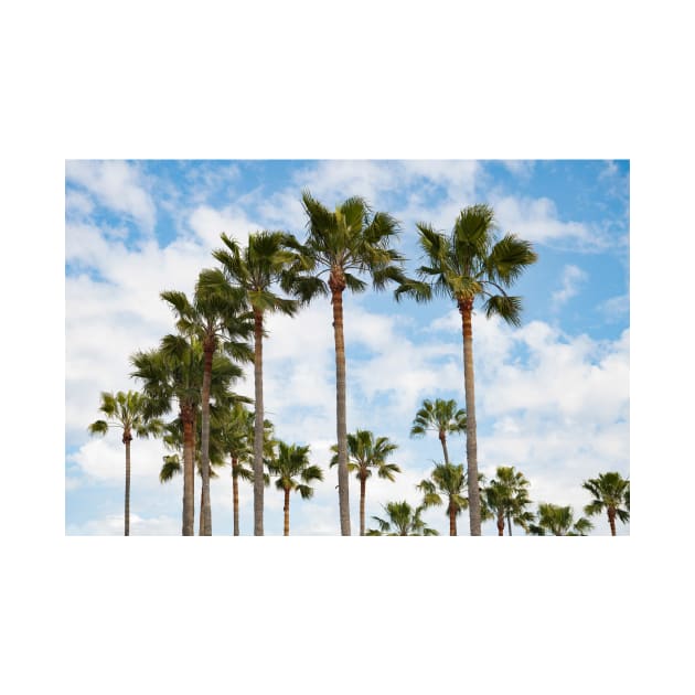 Tropical Palm Trees by NewburyBoutique