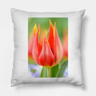 Tulipa schrenkii  Miscellaneous tulip Pillow