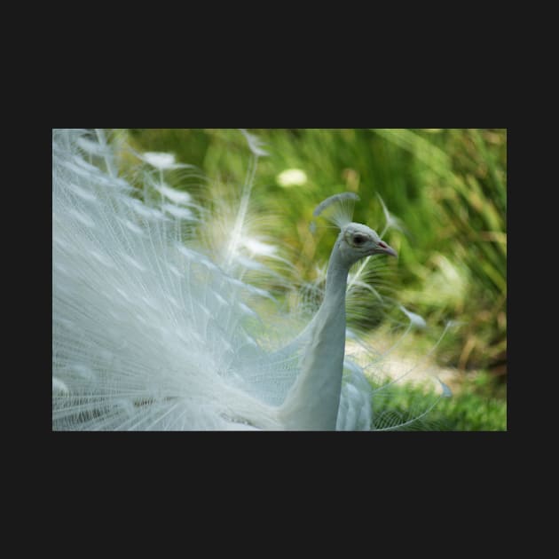 White Peacock close up by mariakeady