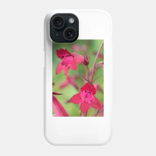 Penstemon  &#39;Andenken an Friedrich Hahn&#39;  &#39;Garnet&#39;  Beard-tongue Phone Case