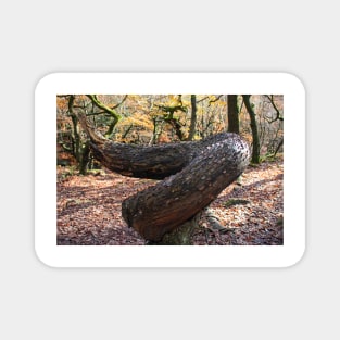 Money tree, Padley Gorge, Derbyshire Magnet