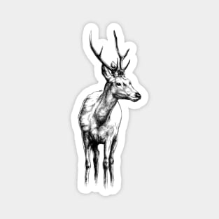 Deer Buck Animal Portrait Magnet