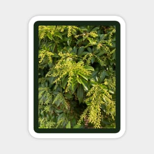 Foliage Magnet