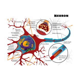 Diagram of a Typical Myelinated Vertebrate Motor Neuron T-Shirt