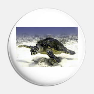 Caribbean Sea Turtle Pin