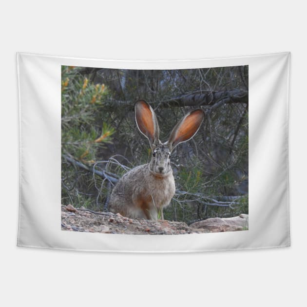 Jackrabbit, rabbit, wildlife, wild animals, Curious Jack Tapestry by sandyo2ly