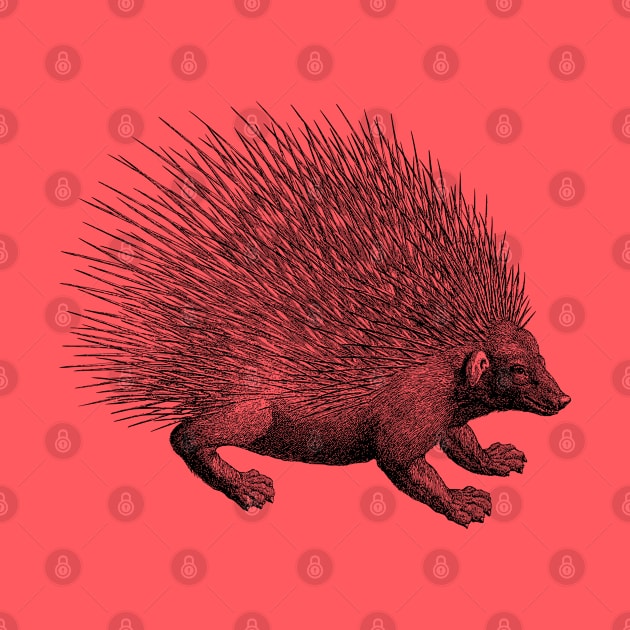 Vintage Hedgehog Porcupine Illustration by AltrusianGrace