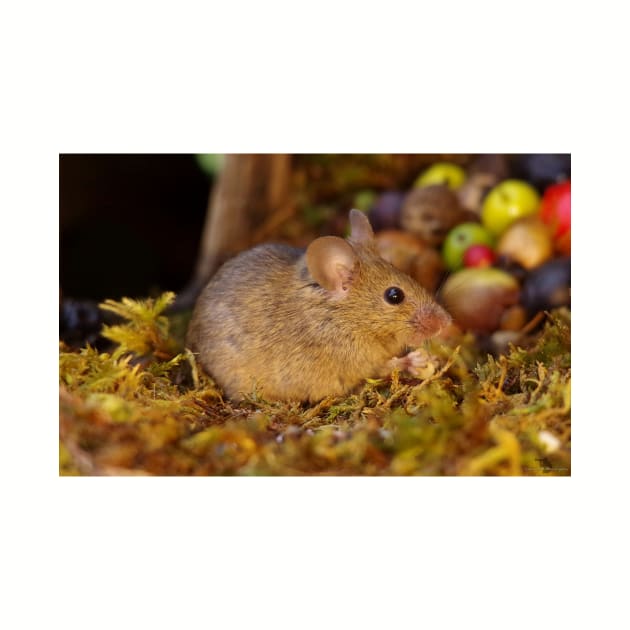 Wild  cute garden house  mouse by Simon-dell