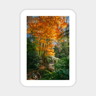 Fiery Orang Autumn Colors Magnet