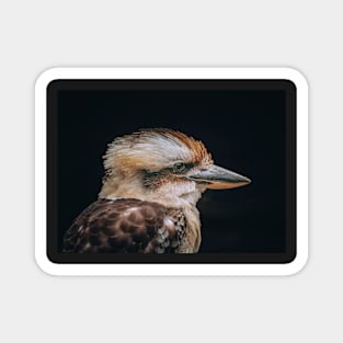 Kookaburra - Australian Bird Magnet