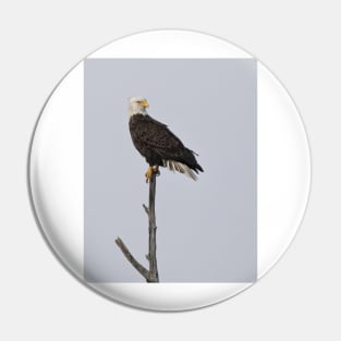 Bald Eagle Pin