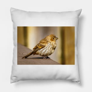 Finch Sitting on Wood Pillow