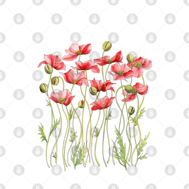 Red Poppies, Illustration by JessicaRose
