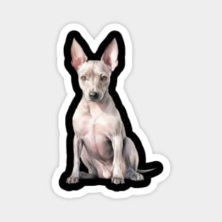 American Hairless Terrier Magnet