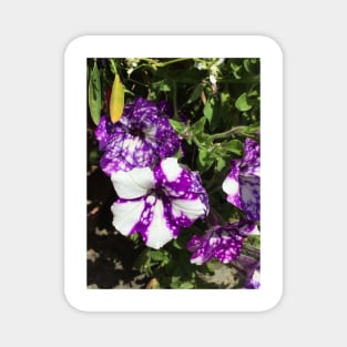 Purple And White Nasturtiums Magnet