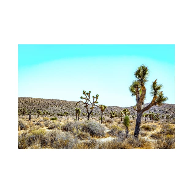 Joshua Tree National Park, California by Gestalt Imagery