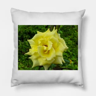 Yellow Rose Wild Pillow