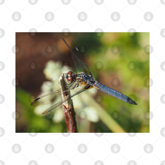 Blue dasher dragonfly (Pachydiplax longipennis) by SDym Photography