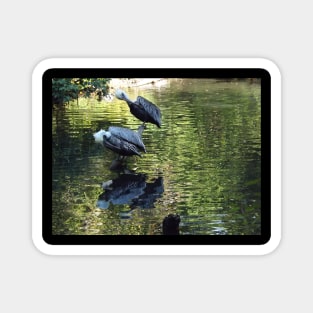 Exotic Bird and Reflection, Bronx Zoo, Bronx New York Magnet