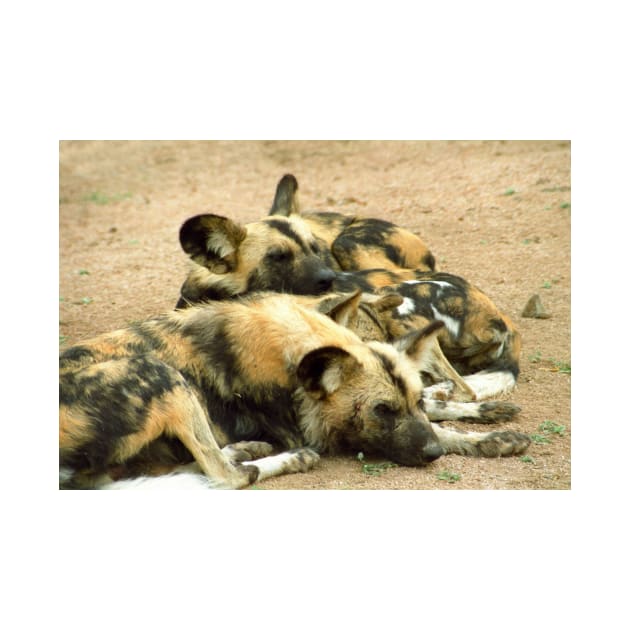 What dogs do best (African hunting dogs) by GrahamCSmith