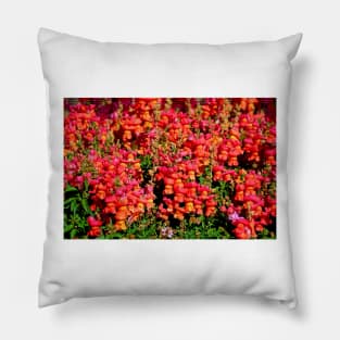 Candied Snapdragons Pillow