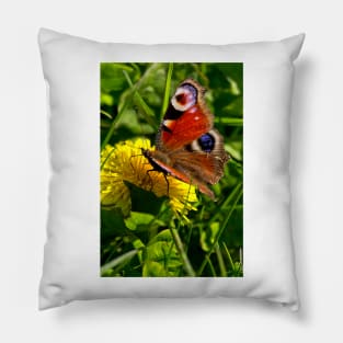 Peacock Butterfly Pillow