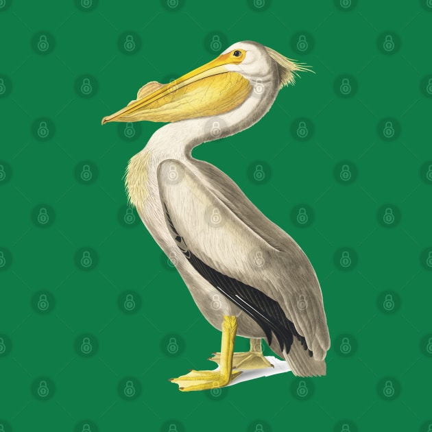 American White Pelican by Mako Design 