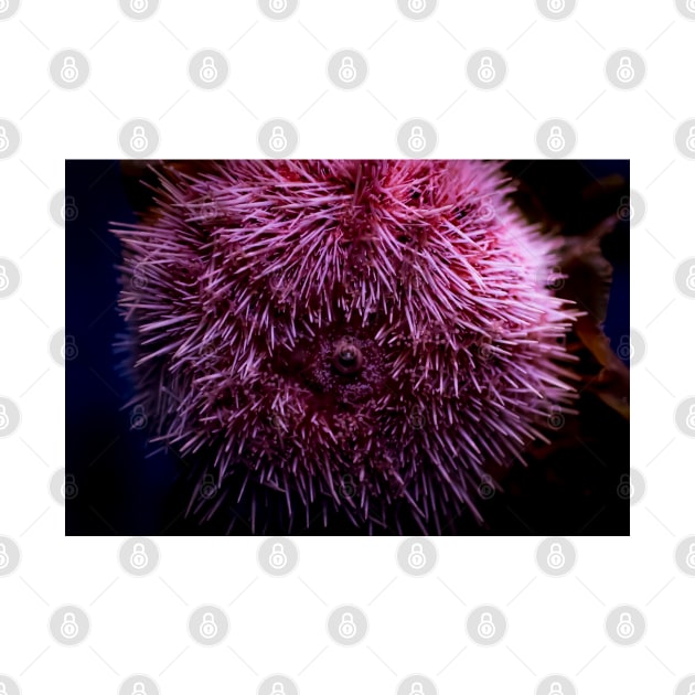 Pink Sea Urchin by arc1