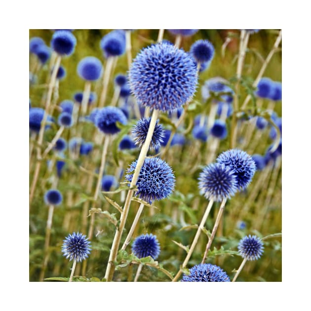 Blue Wild Thistles by SILVA_CAPITANA