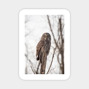 Great Grey Owl in winter Magnet