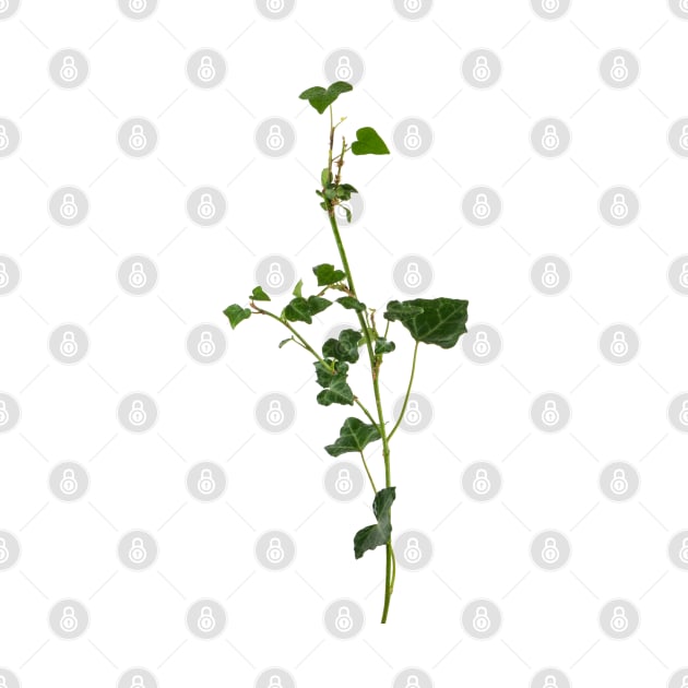 Ivy branch isolated on a white background by AnaMOMarques