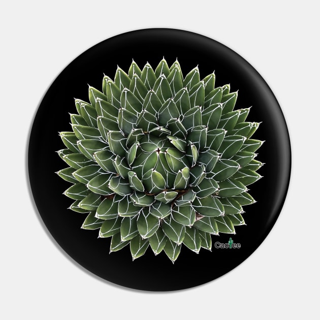 Agave Victoriae Reginae Pin by Cactee