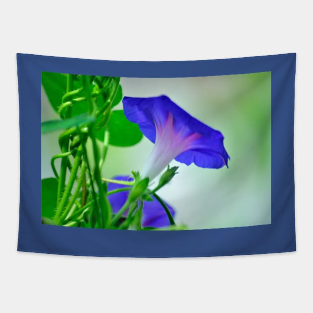 Blue Morning Glory Tapestry by michaelasamples