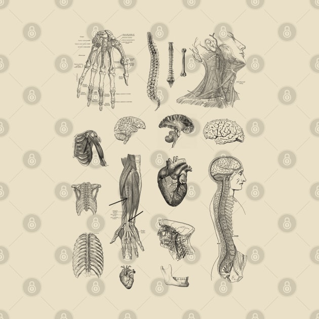 Vintage Anatomy Illustration by StilleSkyggerArt