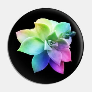 rainbow succulent juicy plant botanical nature Pin