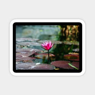 Meditation Wall Art Print - Water Lily Meditation - canvas, Photo print, artboard print, poster Canvas Print Magnet