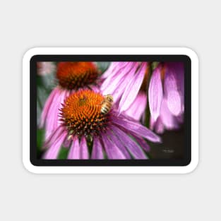 Honeybee on the Coneflower Magnet