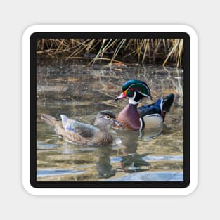 Wood ducks Magnet