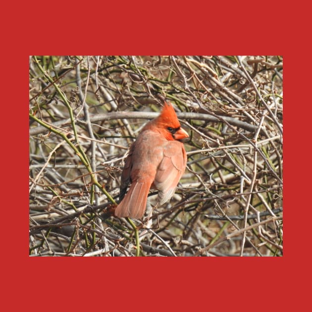 Northern Cardinal, wild birds, wildlife gifts by sandyo2ly