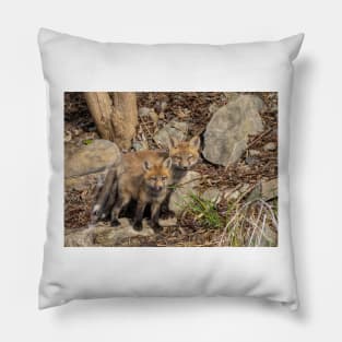 Red fox kit and his big brother Pillow