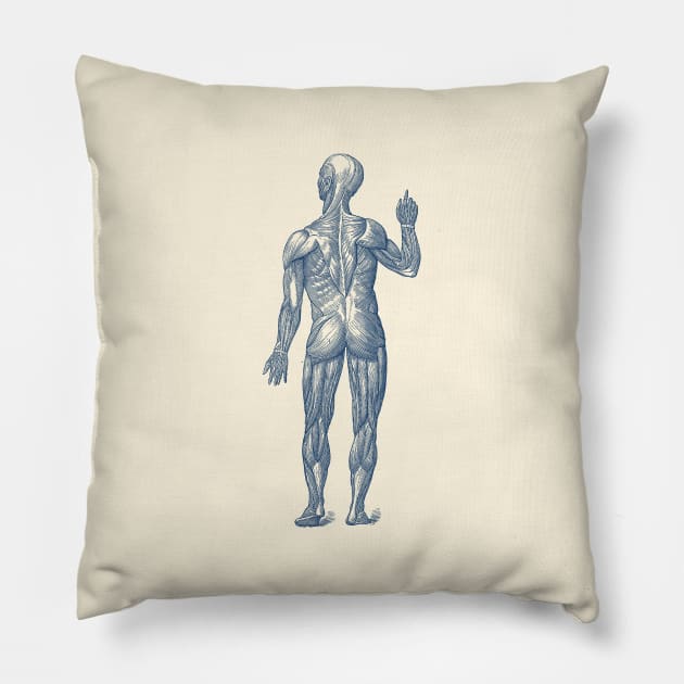 Human Muscle System - Rear View - Vintage Anatomy Pillow by Vintage Anatomy Prints