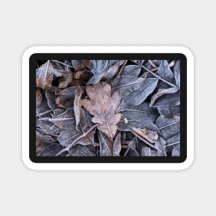 Winter Leaf Litter #2 Magnet