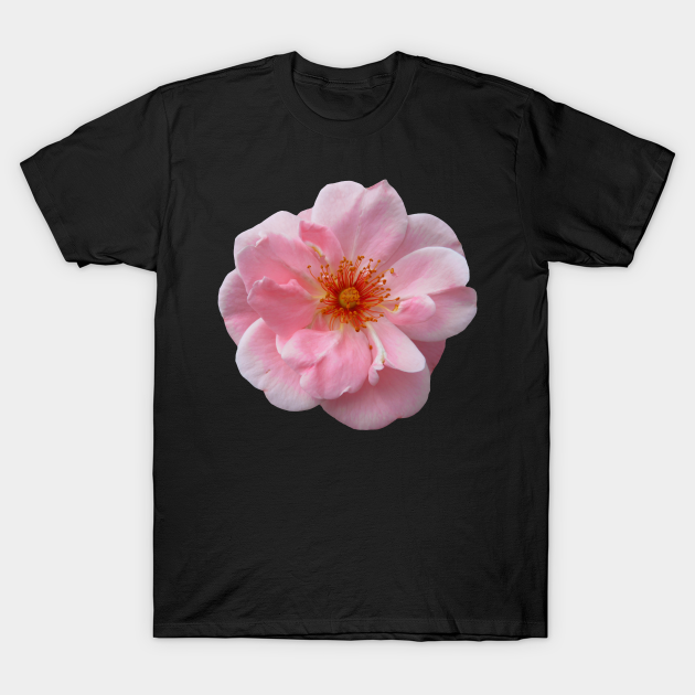 Discover wonderful pink rose, roses, bloom, nature - Pink Rose - T-Shirt