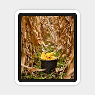 Bucket full of corn Magnet