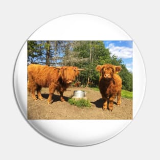 Scottish Highland Cattle Calves 2049 Pin