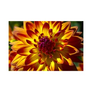 Wonderful Red Yellow Dahlia Close Up T-Shirt