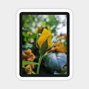 Yellow rose Magnet