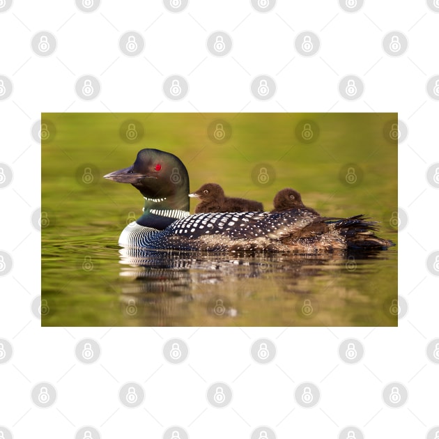 Once around the lake please - Common Loon by Jim Cumming