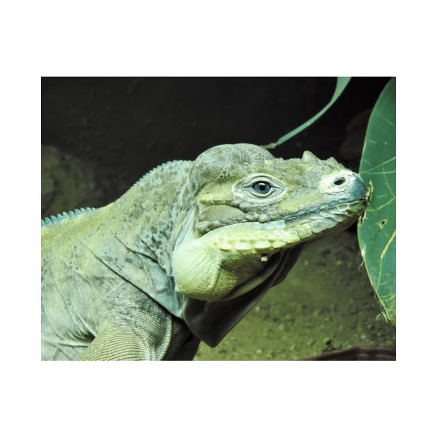 Rhinoceros Iguana by kirstybush