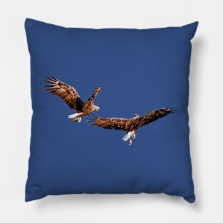 White tailed Eagle Pillow